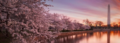 cherry blossom dc photo 1